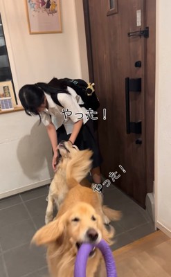 おもちゃをくわえる大型犬