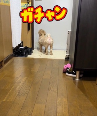 犬の目の前で閉まる玄関のドア