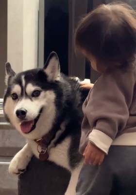 ハスキーを撫でる赤ちゃん
