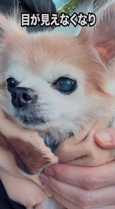 遠くを見つめる犬