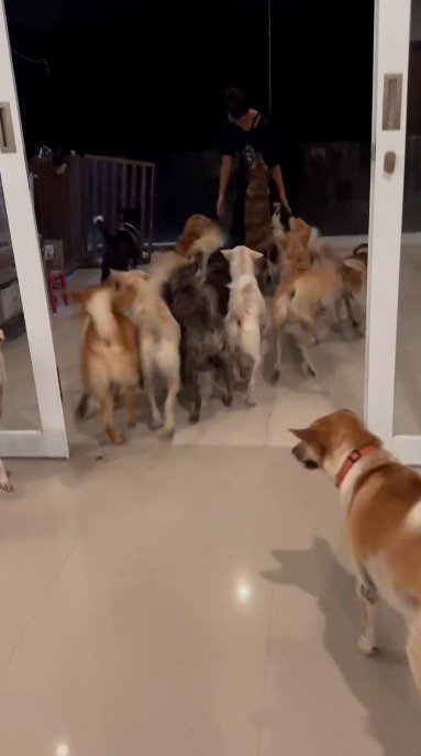 たくさんの犬に囲まれる飼い主