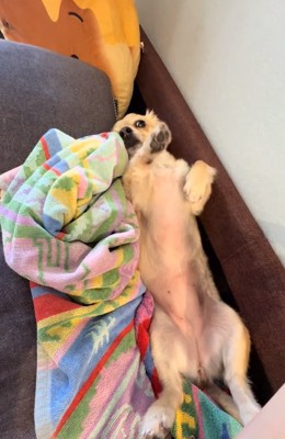 撫でてアピールするワンコ