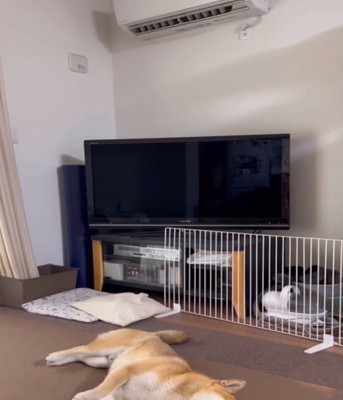 クーラー部屋と犬