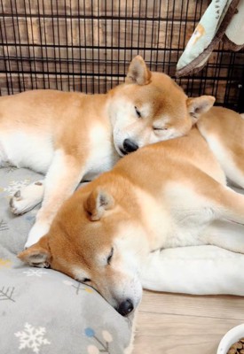 くっついてお昼寝中♡