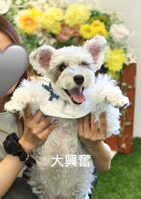 笑顔の小型犬