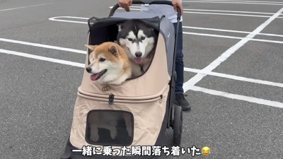 赤ちゃんみたいなおこめくん♡