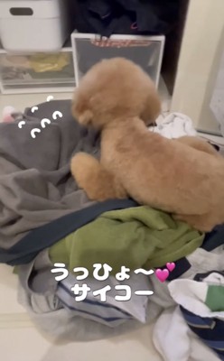 洗濯物の上に寝る犬