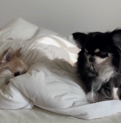 布団の上で向き合う2匹の小型犬