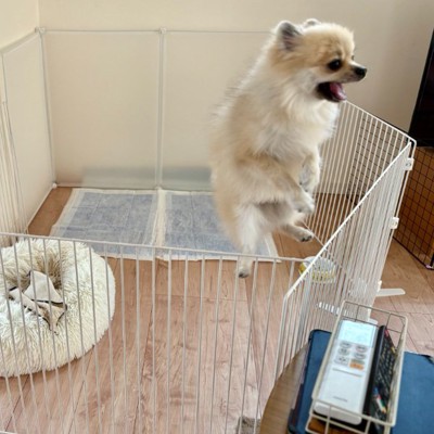 サークルを飛び越えそうな小型犬