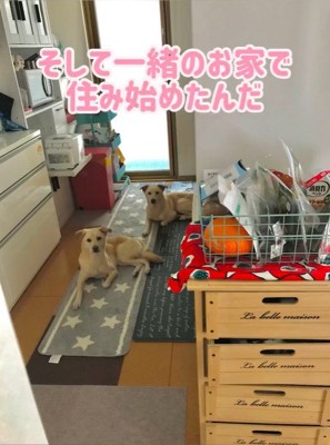 きなこちゃんの変化、もなかちゃんとの出会い6