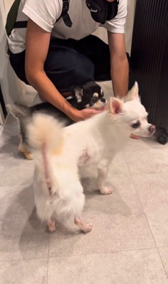 お兄ちゃんの帰りを待つこげまる君8