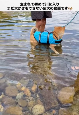 立ち上がった柴犬