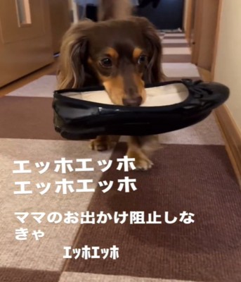 靴をくわえて歩く犬4