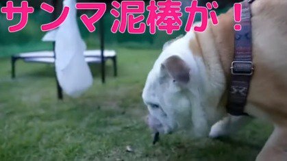 地面に下りてサンマを味わうオスの犬