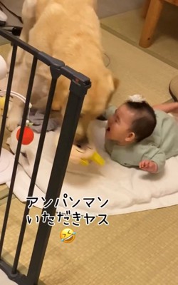 犬がアンパンマンのおもちゃをくわえる瞬間