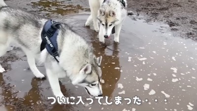 水たまりの存在に気が付いた