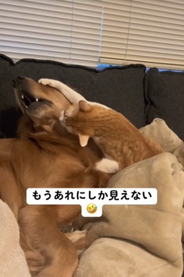 まるでトム・ブラウンのツッコミ!?