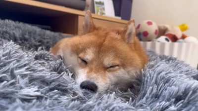 ラグの上で寝るうにちゃん