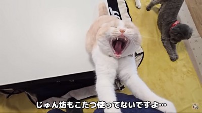 口を開けるじゅんちゃん
