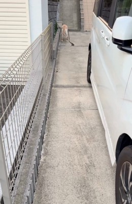 立ち止まる大型犬