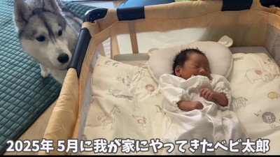赤ちゃんとハスキーの出会い