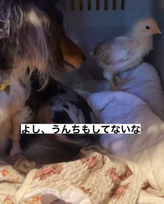 身の回りのお世話も!