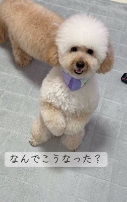 色が薄くなったふくくん1