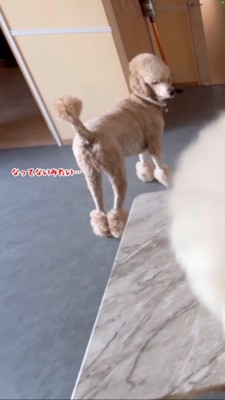 振り返る茶色いスタンダードプードル