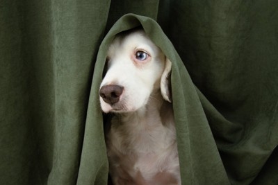 カーテンから顔を出す犬