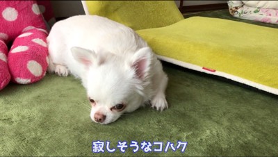 伏せをして遠くを見つめる犬