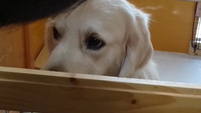 睨んで「大嫌い！」とアピール