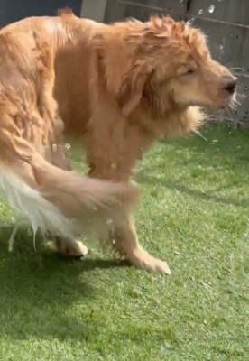 水遊びするごん君
