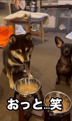 「マテ」をするコメ助くんと豆福くん4