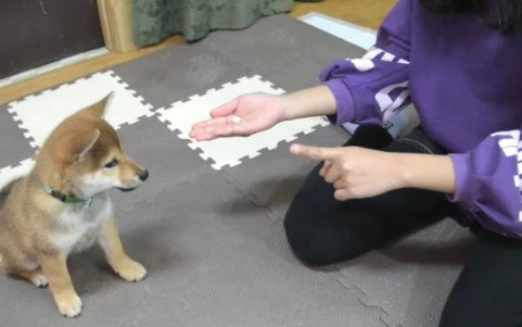 新しい家族との出会い