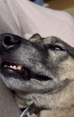 白目をむいて爆睡