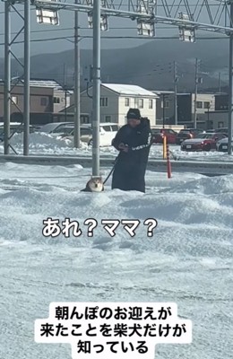 飼い主の方に目をやる柴犬