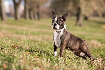 一点を見つめるボステリの子犬