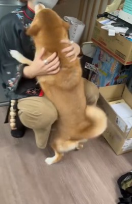投稿主へ飛びつく柴犬