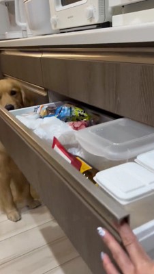 引き出しを開けて、中の物を飼い主に見せる犬