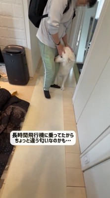 男性の足に鼻を近づける犬