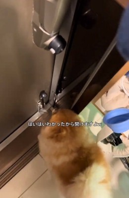 扉を開けてほしいちょっちゃん