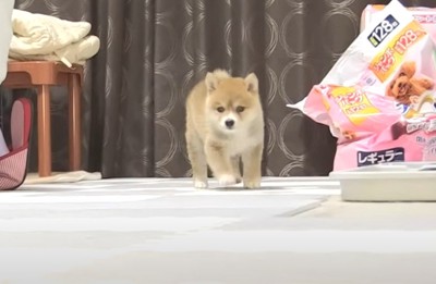 歩いている子犬