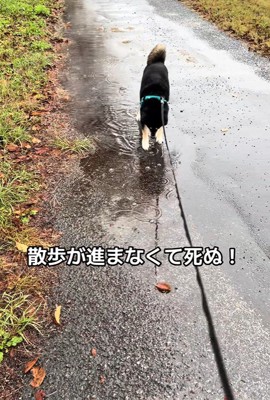 水たまりに興味津々のくろまめ君2