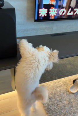 ガムテープを取りたいぬい君9