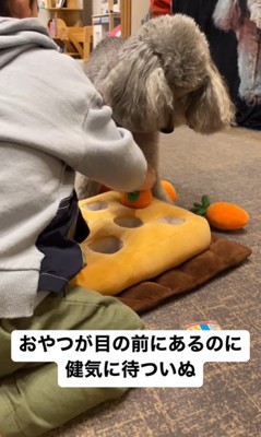男の子が遊ぶ準備をするのを待つグリィくん2