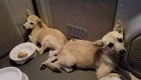 身を寄せ合う姿に胸が痛む