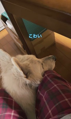 雷が鳴った時のリリーちゃん＆タンタンちゃん3