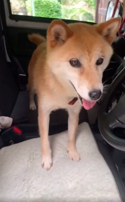 車に乗ったコロくん