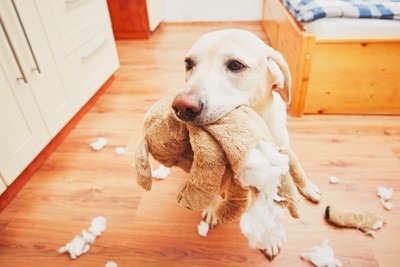 壊れたぬいぐるみを加える大型犬