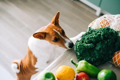 キッチンの台の上を覗く犬